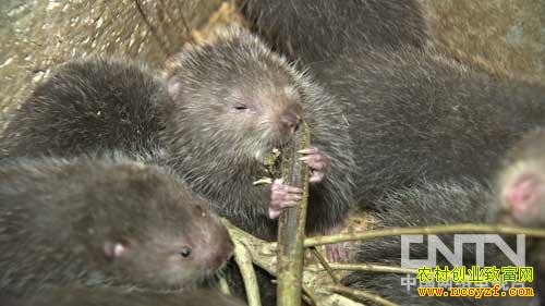 ������ֳͼƬ