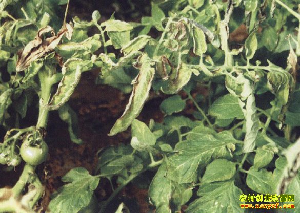 ���﷬����ֲ