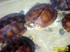 [ÿ��ũ��]����լԺ��ʯ�겻���˲�ʶ