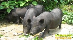 [ũ�����]����С������ֳ��Ƶ