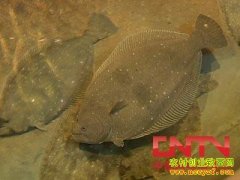 [ũ�����]���ҡ�����һ�š���ֳ������Ƶ