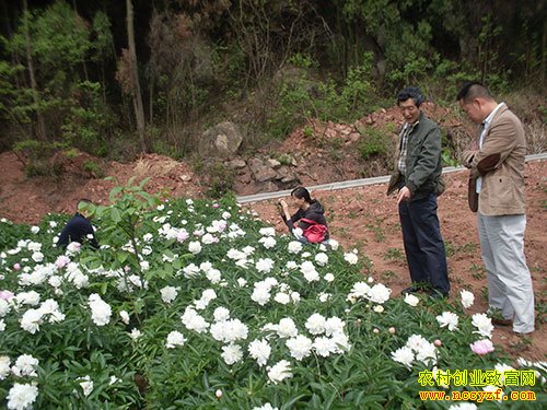 ��ֲ��Ŀ����ҩ���������