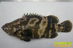 [ÿ��ũ��]����ʮ�������ʯ����������