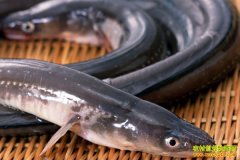 [ÿ��ũ��]���߷��ߵ�������ֳ���̻�