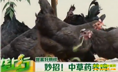 ��ֳ�¸��������в�ҩ���������¸�