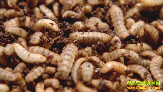 [��ɫʱ��]��ֳ�Ի����ˮ� �̵��ͳ�������Ƹ�