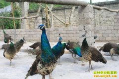 [ÿ��ũ��]����ȸ��׬Ǯ������