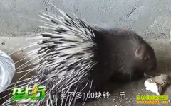 ������ֳ��Ŀ�����̵ĺ����������۸�