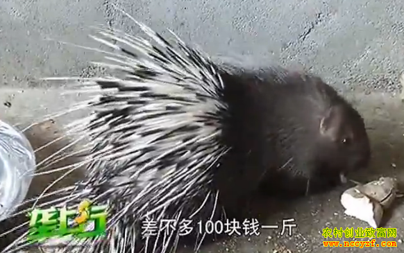 ������ֳ