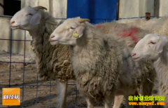 [�Ƽ�Է]��������쳤�Ľ����