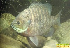 ˮ����ֳ��Ŀ����������̫���� �����¸�