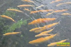 [�Ƽ�Է]��ܴ���ĺ�����