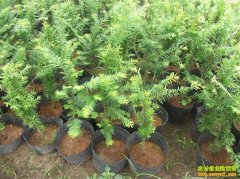 ��ֲ����Ŀ����ɽ֮���춹ɼ������ҡǮ����