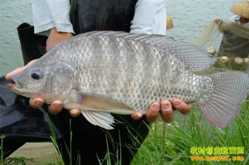 �¼����޷���