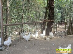 [ÿ��ũ��]��̬������̩���ڼ�Ч���