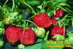 [�Ƽ�Է]��ݮ�ԡ����ʡ�����ݮ����֮ʹ