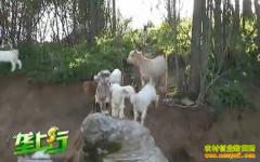 ��ֳ��Ŀ��������Ⱥ����·