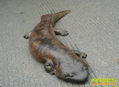 [ÿ��ũ��]�����˹���ֳ��������Ƶ