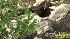 [�¸���]��ʦ���ְƫȥɽ���������ҵļ�