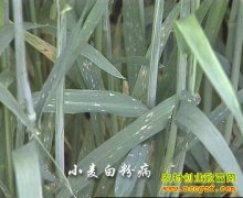 [�۽���ũ]���˷��ĵġ�С��׷۲���