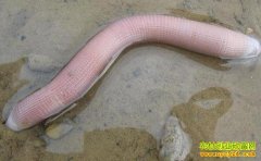 [ÿ��ũ��]ɳ���ѿ�������