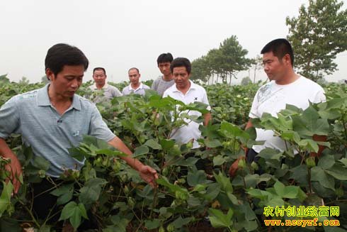 �޻���ֲ��