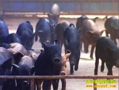 [ÿ��ũ��]���������Ķ�Զ����׬Ǯ���˶�