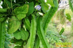 [�Ƽ�Է]��ƽ���ⶹ���Ͻ����ɫ����