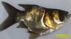 [ÿ��ũ��]ͷ����С�����Ǵ�ͷ������