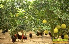 [ũ�����]����԰������ܣ�������ѭ��ũҵģʽ