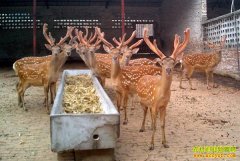 ��ֳ�¸�����Ŀ����ֳ÷��¹Ч���