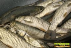 ��ֳ�¸�������ϸι���������� �����ֵ��ǧ��