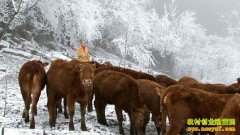 [�¸���]����Ů������ȺȺס������ţ�¸���