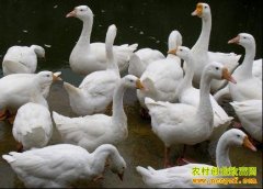 [ÿ��ũ��]70��������Ĵ��׶�Ҳ����