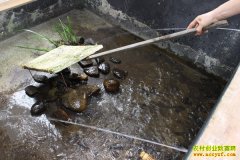 [ÿ��ũ��]ɽȪˮ�����ʯ�ܳ���׳