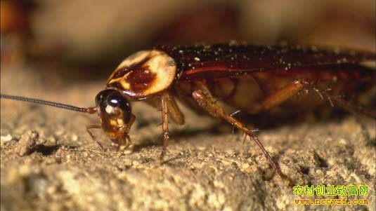 ��͵���š������������̻�