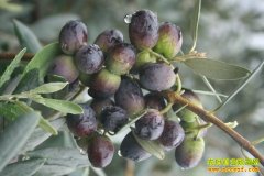 ��ֲ�¸���Ŀ������魺�����׬Ǯ