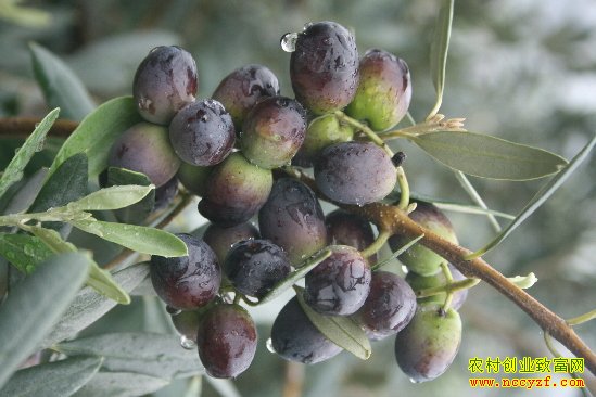 �������ֲ