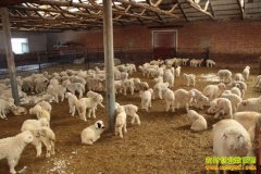 [ũ�����]���ױ�������ֳ������Ƶ