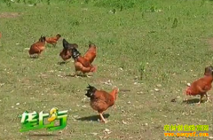 �¸��ð�����������������ƶ�������������¸�