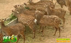 �¸��ð�����80��С��������÷��¹�¸�