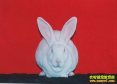 [ũ�����]��������ֳ������Ƶ