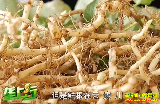 ���Ȳ���ֲ