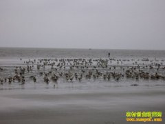 [ÿ��ũ��]����������Ѽ��׬Ǯ��