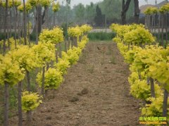 ��ֲ�¸���Ŀ����ֲ��Ҷ������ ��԰�����ƽ�Ҷ