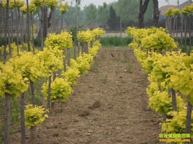 ��Ҷ������ֲ