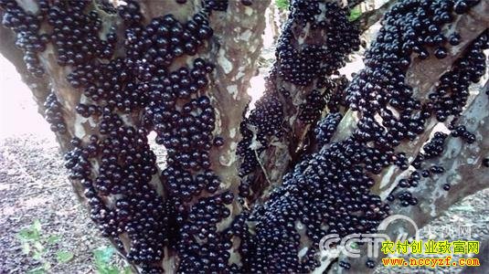 �������Ҳܳ�Ң��ֲ������