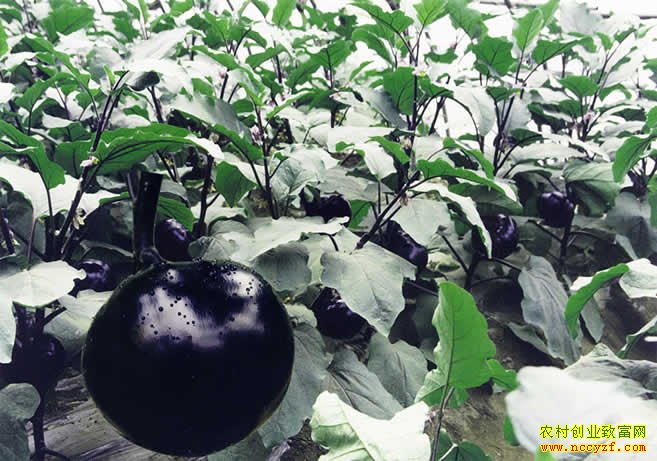 ¶�ش������Ӹ߲����༼��