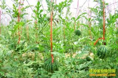 [ũ�����]�������������֦����������Ƶ