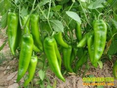 [ũ�����]���������߲����μ�����Ƶ